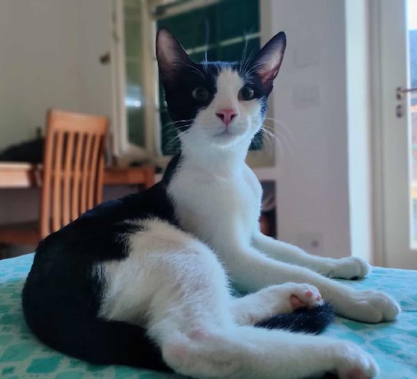 FELIX & SILVESTRO, pupi meravigliosi Foto 7